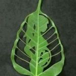 No1 ccytotec pills +27835179056 NEW HOPE WOMEN ABORTION CLINIC in St Michael's-on-Sea Umkomaas Umtentweni Umzinto
